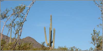 Saguaro cactus in the morning sun...