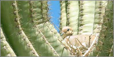 My third place entry in the county fair of a dove nesting ina saguaro cactus...