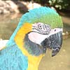 parrot thumb