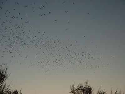 Thousands of bats fly into the setting sun as they leave their roosts under the bridge