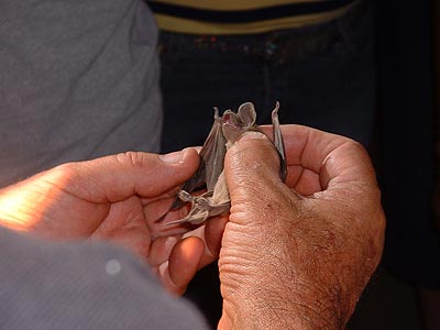 A Mexican Freetail bat