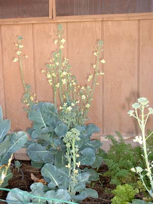 Flowering broccoli plant