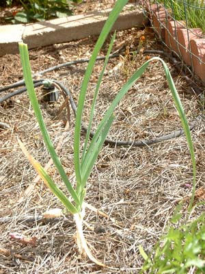 Garlic plant