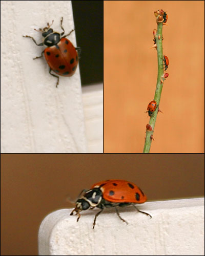 A collage of three lady bug photographs